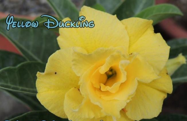 New Adenium \'Yellow Duckling\' 5 Seeds